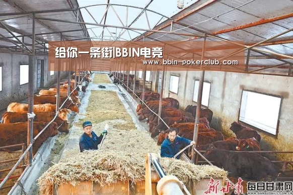 给你一条街|BBIN电竞(图1) BBIN篮球